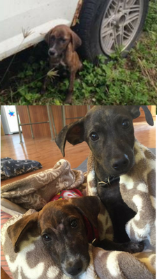 Charities and Community Groups in Antigua: Dogs and Cats of Antigua