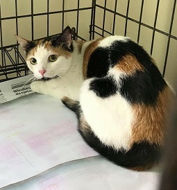 Antigua Community Organisations: Antigua Spay & Neuter Clinic