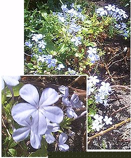 Plumbago,Antigua Flora