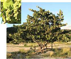 Seaside Grape,Antigua Flora