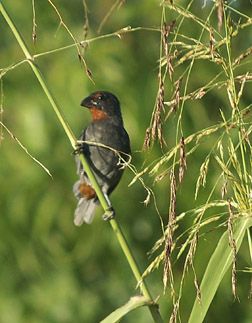 Lesser Antillean Bullfinch.Antigua bird