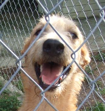  PAAWS,Antigua community organisations