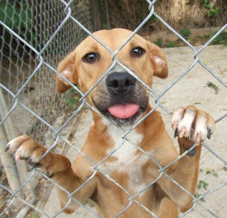  PAAWS,Antigua community organisations