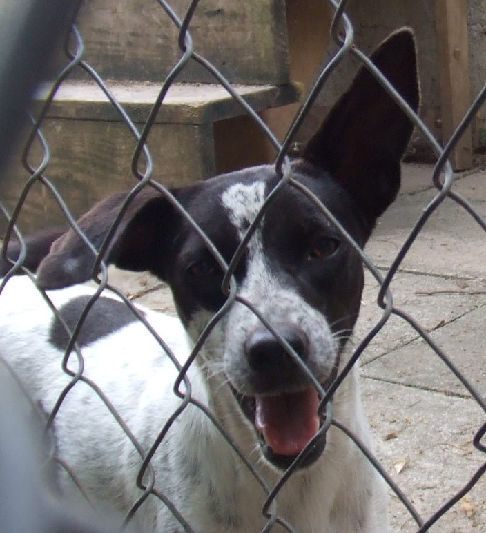  PAAWS,Antigua community organisations