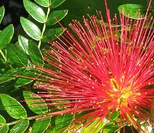 The Enviromental Awareness Group- Antigua community organisations:logo