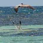 The Peninsula Antigua